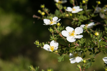 White flowers on shrub with bokeh background, macro, selective focus