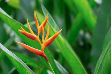 orange bird paradise flower with green leaves
