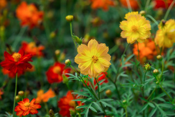 Sulfur Cosmos in nature at the garden