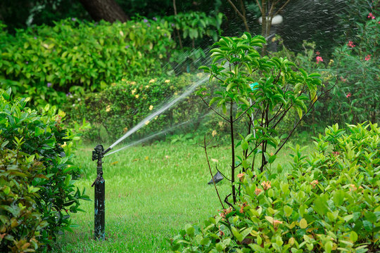 Water Sprinkler in Garden Lawn on a sunny summer day
