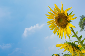 Beautiful yellow sunflower in nature of garden