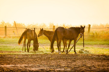 Horses in haras on morning light