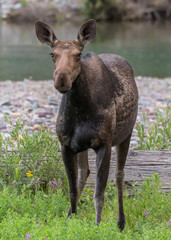 Female Moose Stands in Green Brush