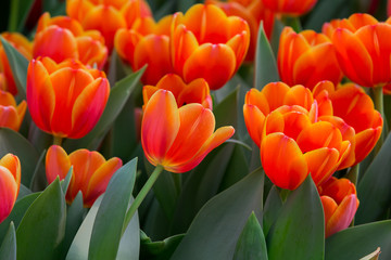 Beautiful color bouquet of tulips  in spring