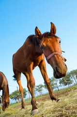 Curious brown horse, low angle