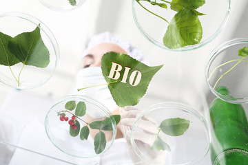 Bio. Biotechnolog bada próbki roślin w laboratorium