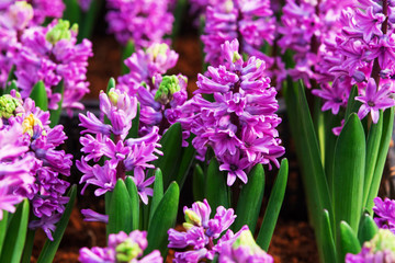 Obraz premium Beautiful Hyacinths flower and leaf in ground