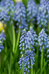 Beautiful Blooming purple Muscari in the garden