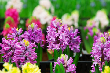 Beautiful Hyacinths flower and leaf in ground