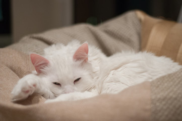 Fototapeta na wymiar White cat sleeping on the beanbag