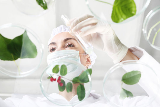 Laboratorium. Biotechnolog bada próbki roślin w laboratorium