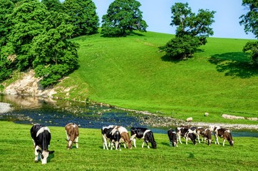 Grazing cattle in Cumbria, England