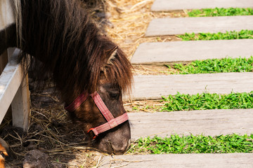 Little horse grazing in a meadow on ground