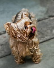 Naklejka na ściany i meble Puppy yorkshire terrier and Tongue on ground