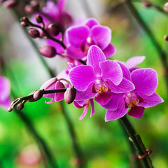 Beautiful purple orchid on tree in nature