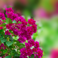 Fototapeta premium Colorful Bougainvillea paper flower in nature