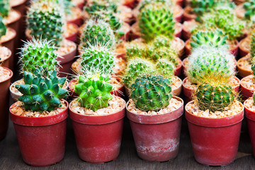 Group of small cactus in the pot