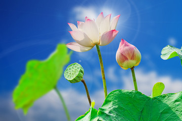 Pink lotus flower on blue sky background