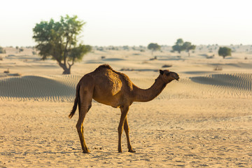 Desert landscape with camel
