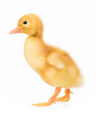 Cute domestic duckling isolated on white background