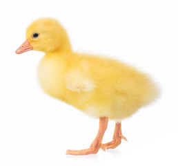 Cute little newborn gosling, isolated on a white background