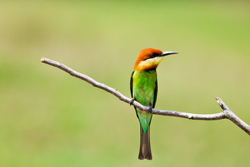 A beautiful bird Chestnut headed Bee eater on a branch.(Merops l