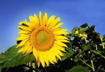 sunny yellow flower