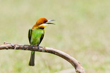 Fototapeta premium A beautiful bird Chestnut headed Bee eater on a branch.(Merops l