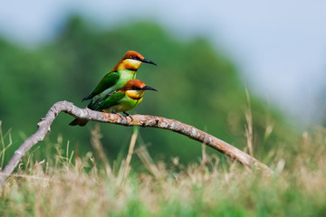 A beautiful bird Chestnut headed Bee eater on a branch.(Merops l