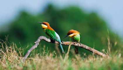 A beautiful bird Chestnut headed Bee eater on a branch.(Merops l