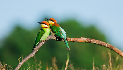 A beautiful bird Chestnut headed Bee eater on a branch.(Merops l