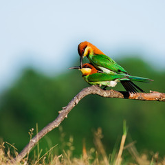 A beautiful bird Chestnut headed Bee eater on a branch.(Merops l