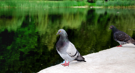 bird on a background of lake