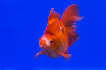 Beautiful Ryukin gold fish on blue background.