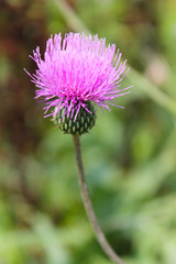 Melancholy thistle (Cirsium Heterophyllum)
