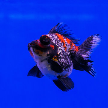 Goldfish in a glass cabinet isolated on blue background