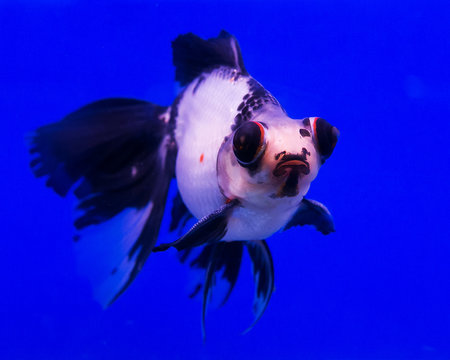 Goldfish in a glass cabinet isolated on blue background