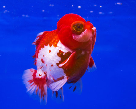 Goldfish in a glass cabinet isolated on blue background