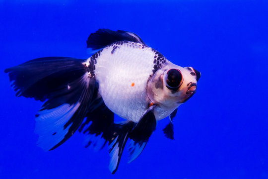 Goldfish in a glass cabinet isolated on blue background