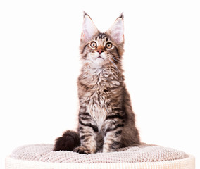 Portrait of domestic black tabby mackerel Maine Coon kitten - 3,5 months old. Cat isolated on white background.