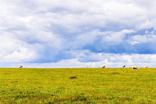 Grazing sheep (Ovis aries) on a hillside with storm clouds gathering in the background.