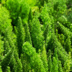 Beautiful Green leaves in nature for background