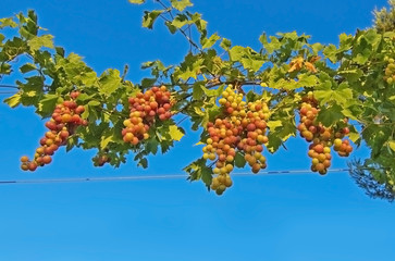 Grapes growing on a vine