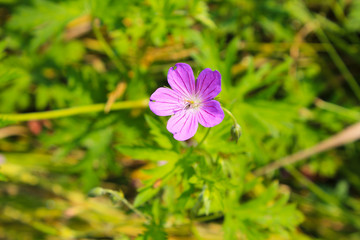 Fototapeta premium Purple cranesbill flower (Geranium sanguineum)