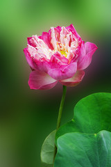 PInk Lotus and leaf on nature background