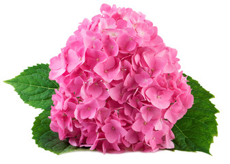 Hydrangea hortensia flowers on white closeup