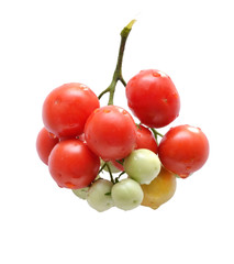 The photo shows a bunch of cherry tomatoes of different maturity isolated on white background
