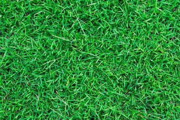 green grass natural for background and texture.