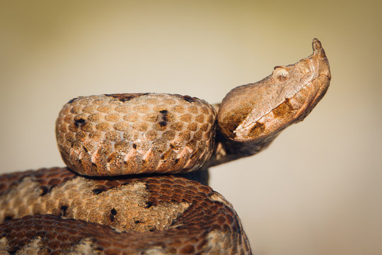 Female horned viper (Vipera ammodytes) portrait
