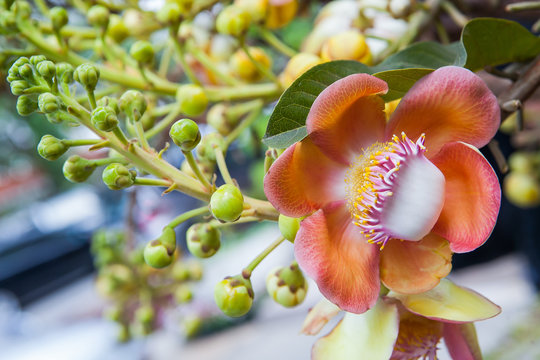 The close up of beautiful cannonball tree flower or Couroupita guianensis